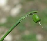 Galanthus caspius. Верхушка побега с плодом. Азербайджан, Губинский р-н, ущелье р. Кудиалчай. 21.04.2010.
