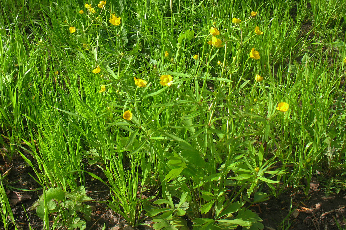 Image of Ranunculus auricomus specimen.