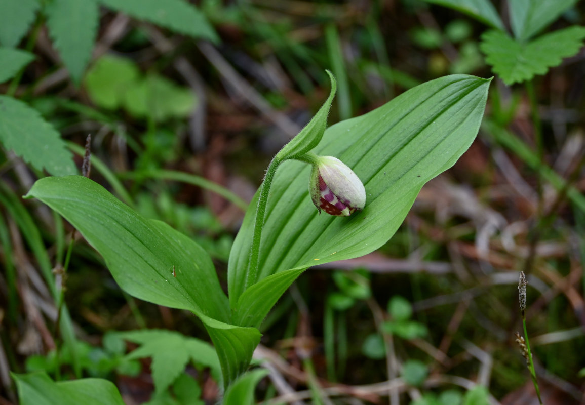 Image of Cypripedium guttatum specimen.