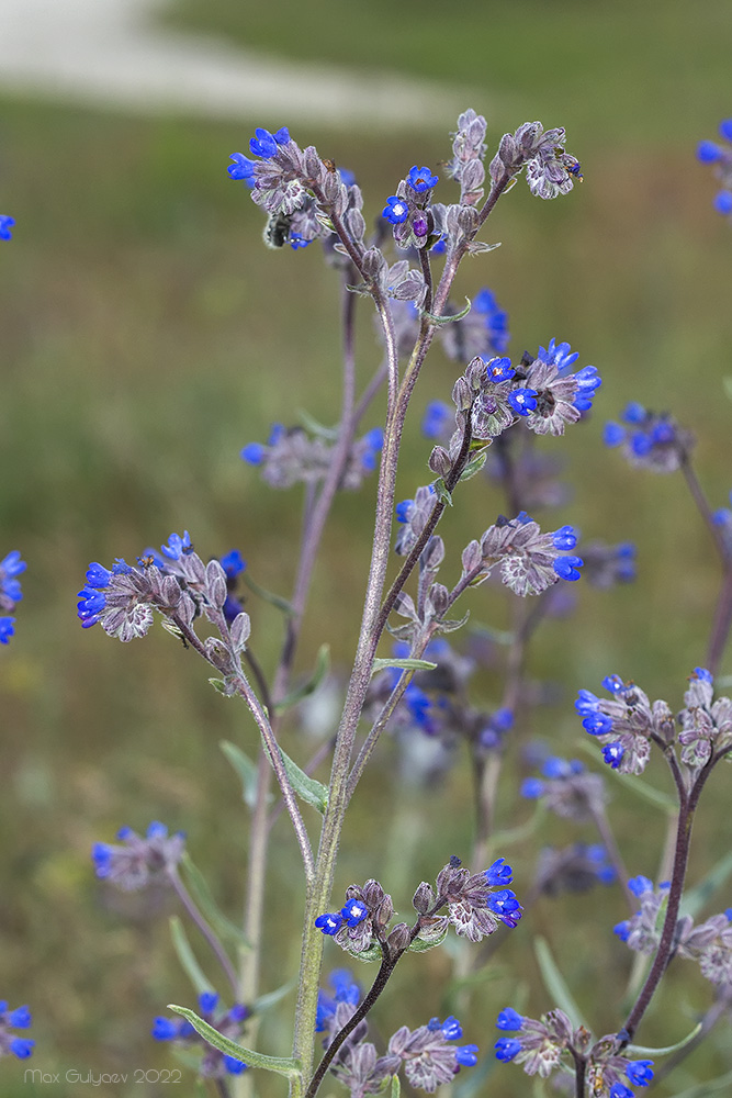 Image of Anchusa leptophylla specimen.