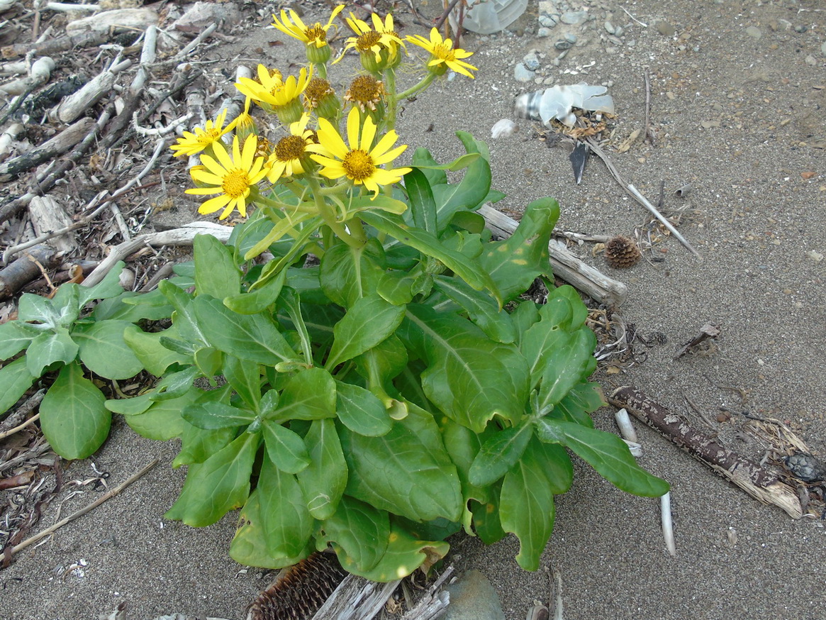 Image of Senecio pseudoarnica specimen.