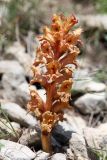 Orobanche alba subspecies xanthostigma. Цветущее растение. Дагестан, Левашинский р-н, окр. с. Цудахар, каменистый склон. 29 мая 2022 г.