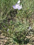 Linum hirsutum