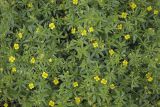 Potentilla erecta