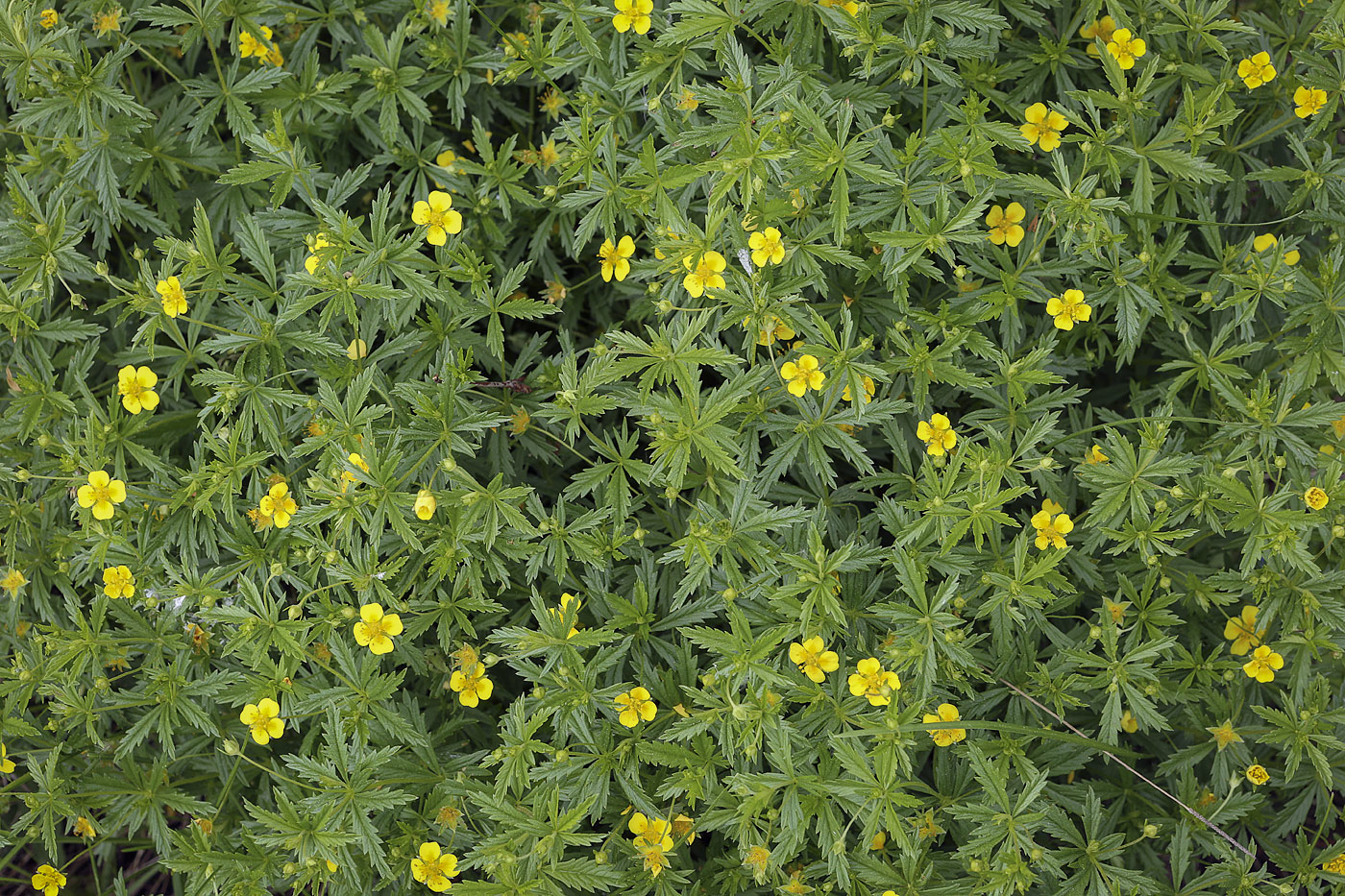 Изображение особи Potentilla erecta.