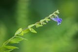 Scutellaria galericulata. Верхушка цветущего растения. Ростовская обл., Шолоховский р-н, окр. станицы Вёшенская, опушка пойменного леса. 24.07.2022.