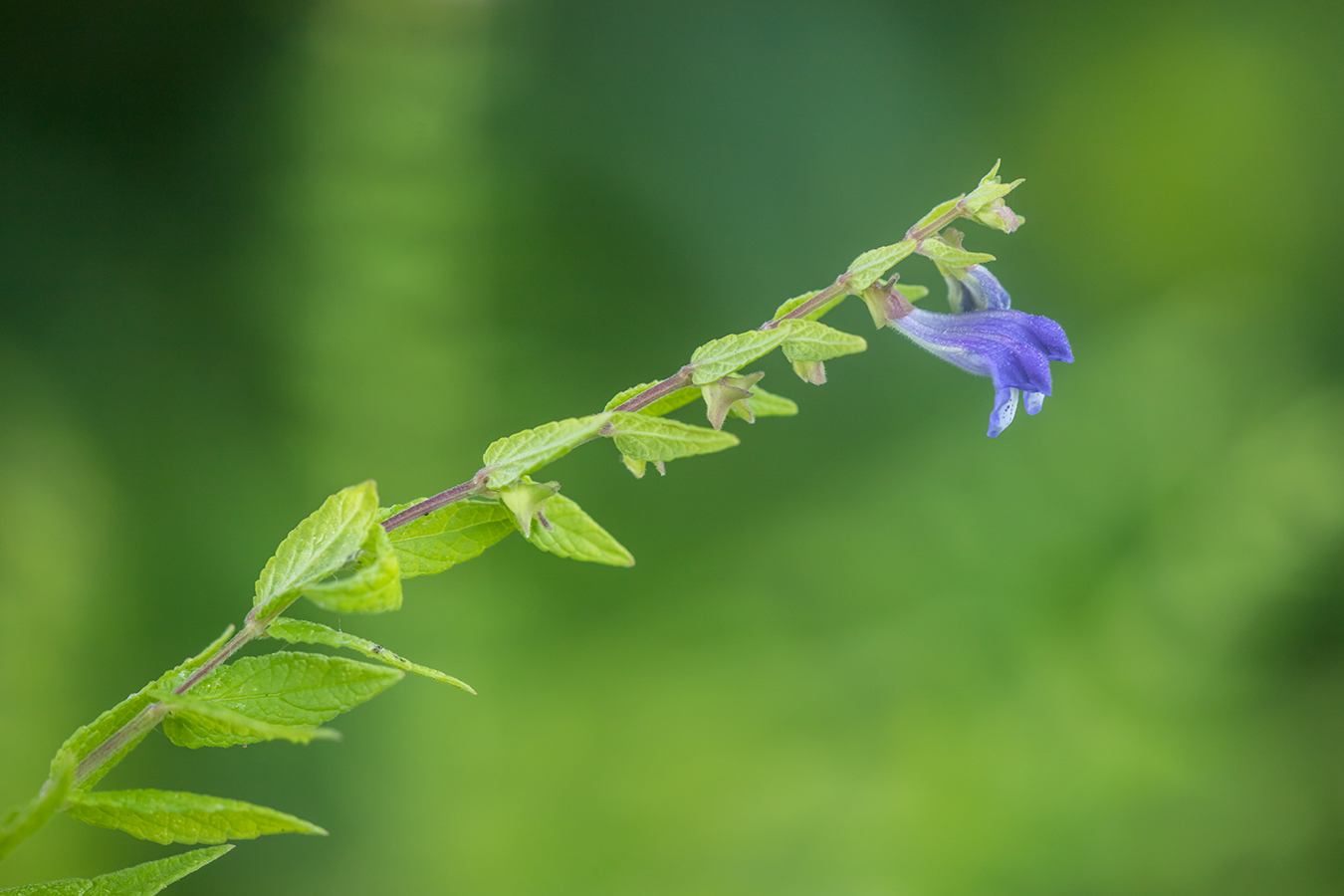 Image of Scutellaria galericulata specimen.