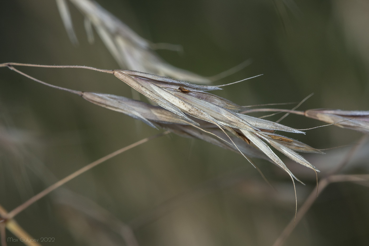 Image of Anisantha sterilis specimen.