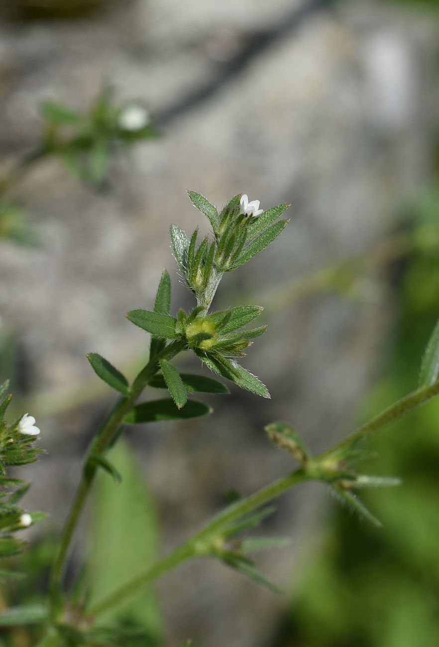 Image of Buglossoides arvensis specimen.