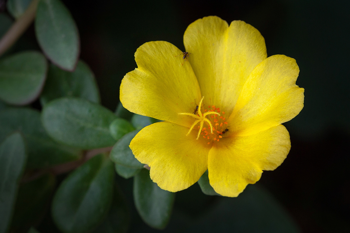 Изображение особи Portulaca umbraticola.