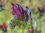 Echium creticum. Распускающееся соцветие. Испания, автономное сообщество Каталония, провинция Жирона, комарка Альт Эмпорда, муниципалитет Кадакес, мыс Креус, гора Пелегри (Puig Pelegrí, 130 м н.у.м.), старая залежь. 10.04.2022.