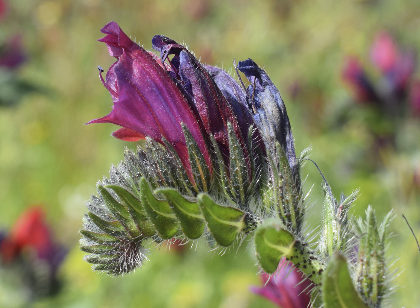 Изображение особи Echium creticum.