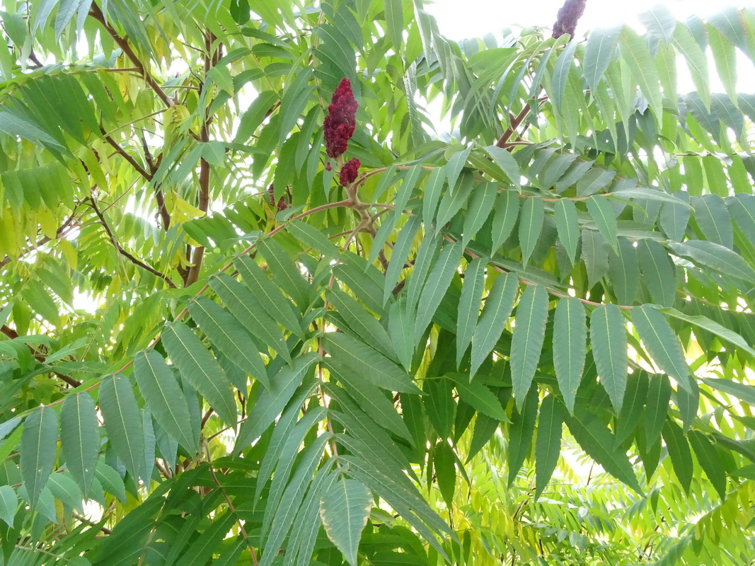 Изображение особи Rhus typhina.