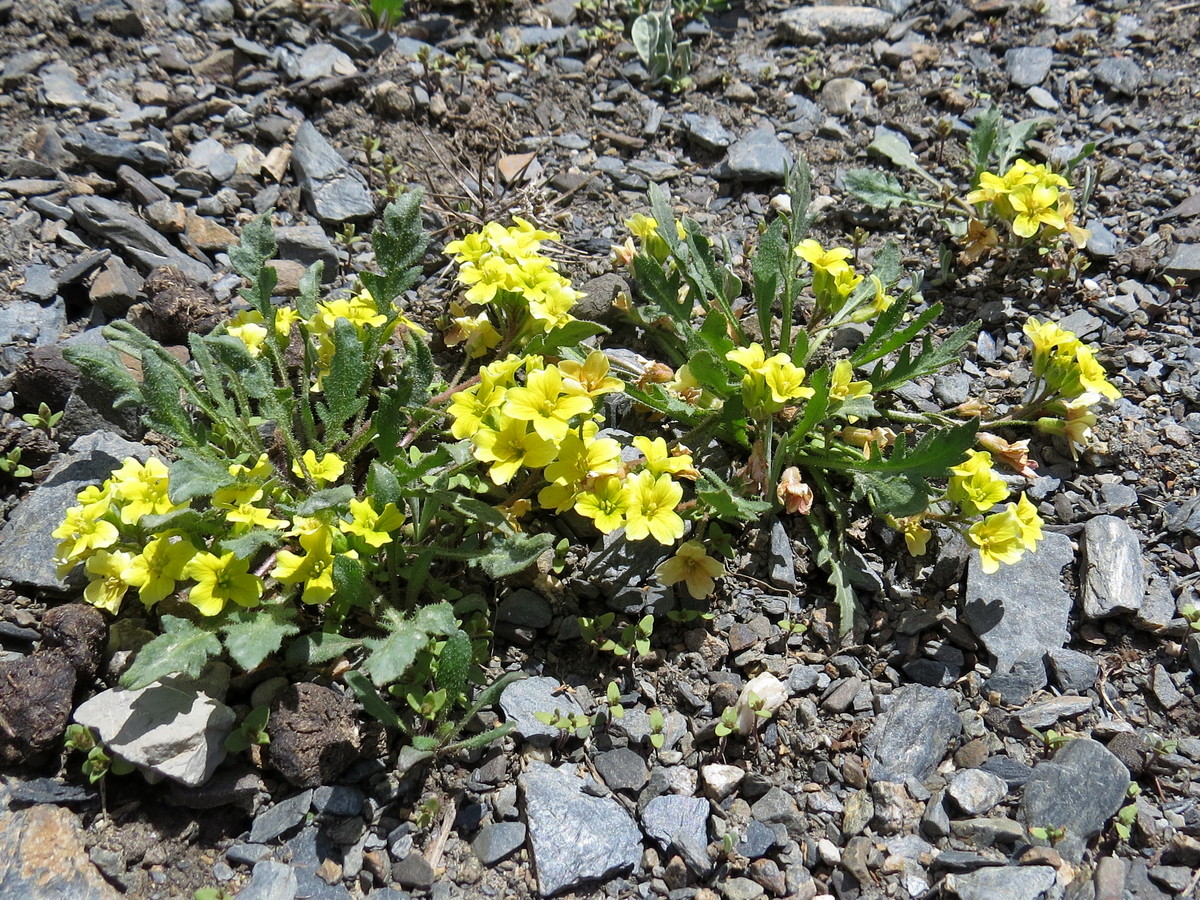 Image of Chorispora macropoda specimen.