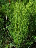 Equisetum arvense