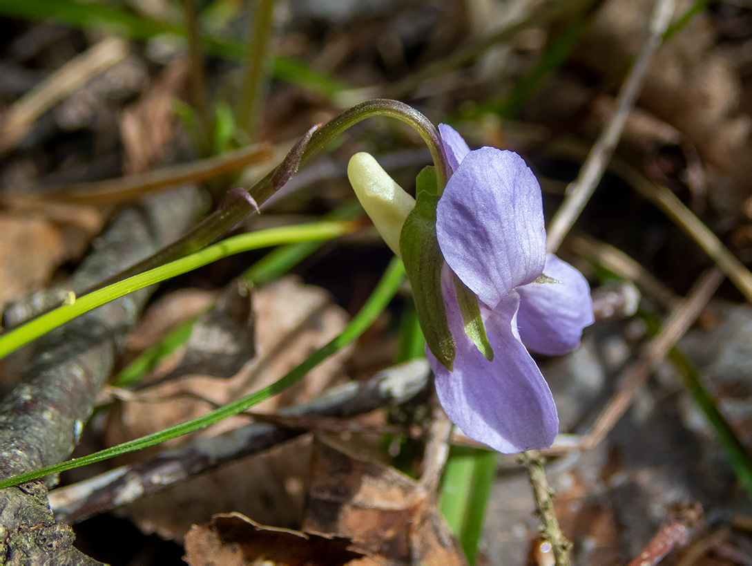 Изображение особи Viola mirabilis.