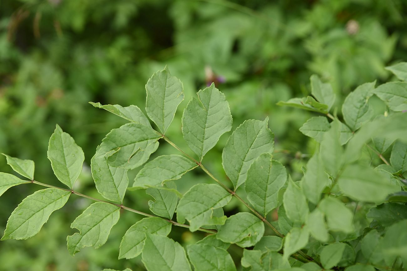 Image of Fraxinus excelsior specimen.