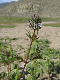 Amethystea caerulea