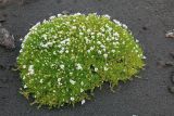 Minuartia macrocarpa. Цветущее растение. Камчатский край, Козыревский р-н, вулкан Плоский Толбачик. 20.07.2016.