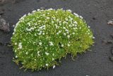 Minuartia macrocarpa