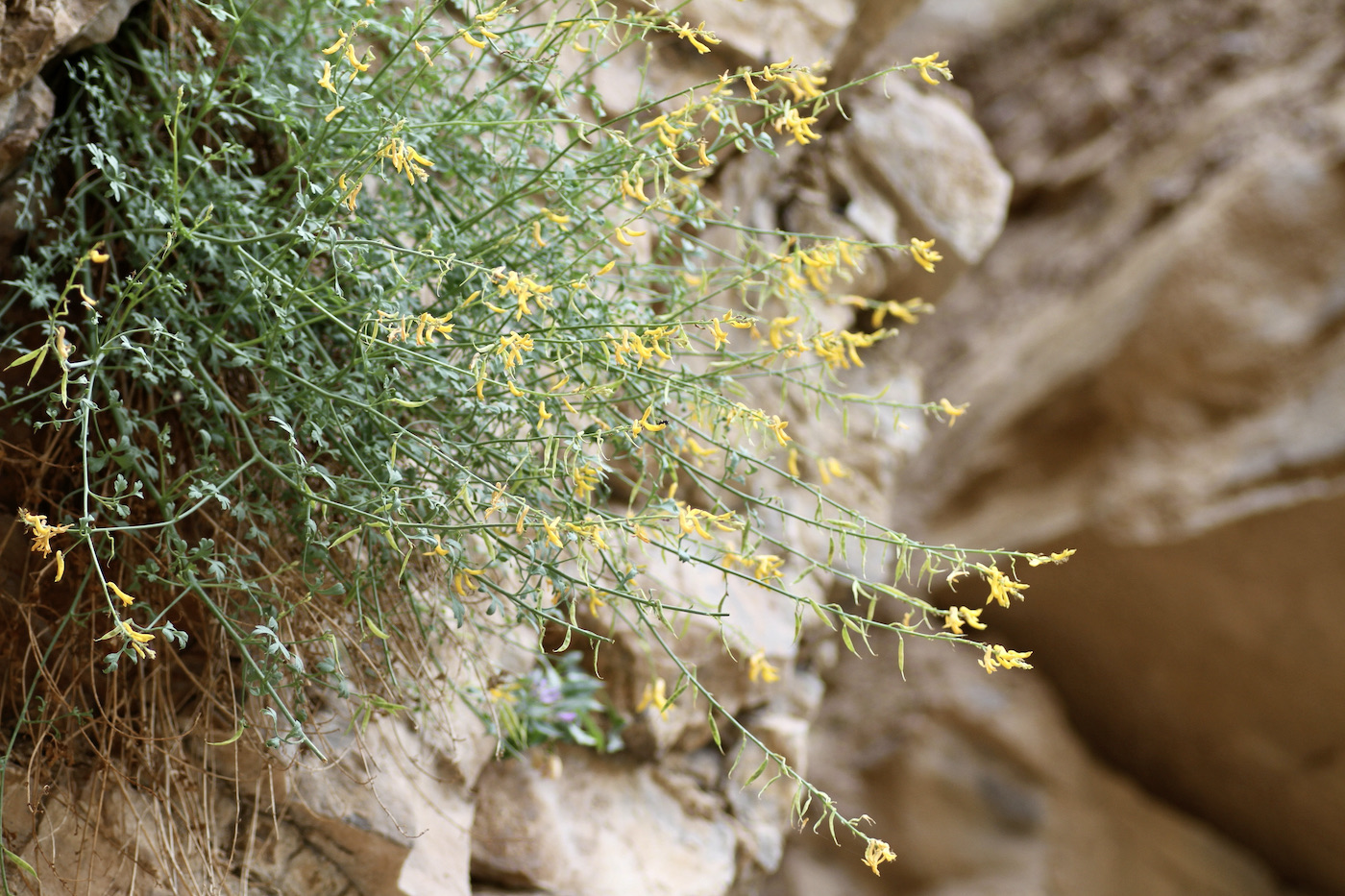 Изображение особи Corydalis sangardanica.