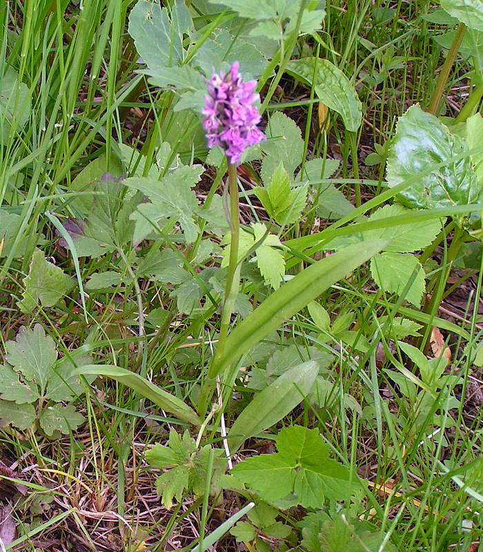 Image of Dactylorhiza sibirica specimen.