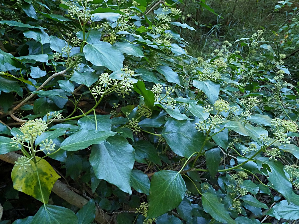 Изображение особи род Hedera.