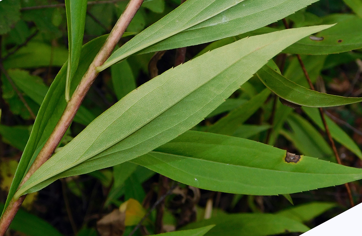 Image of Solidago gigantea specimen.