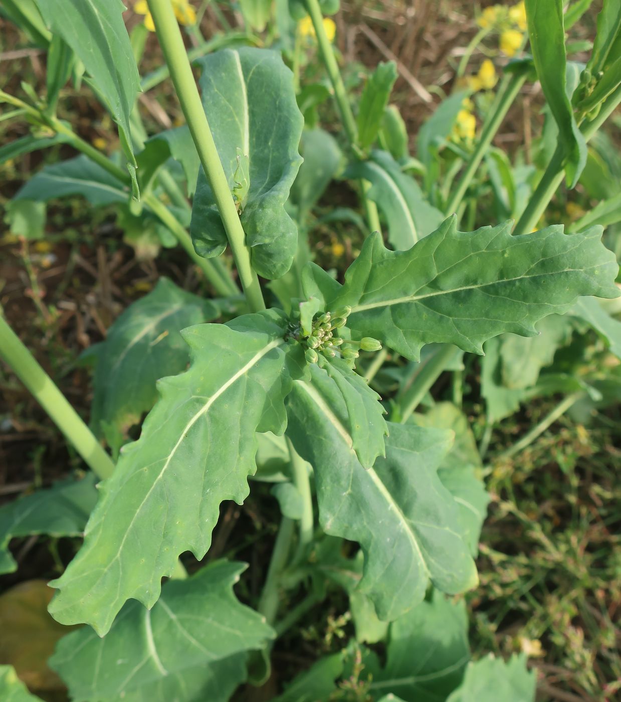 Изображение особи Brassica campestris.