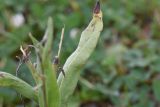 Cynoglossum officinale