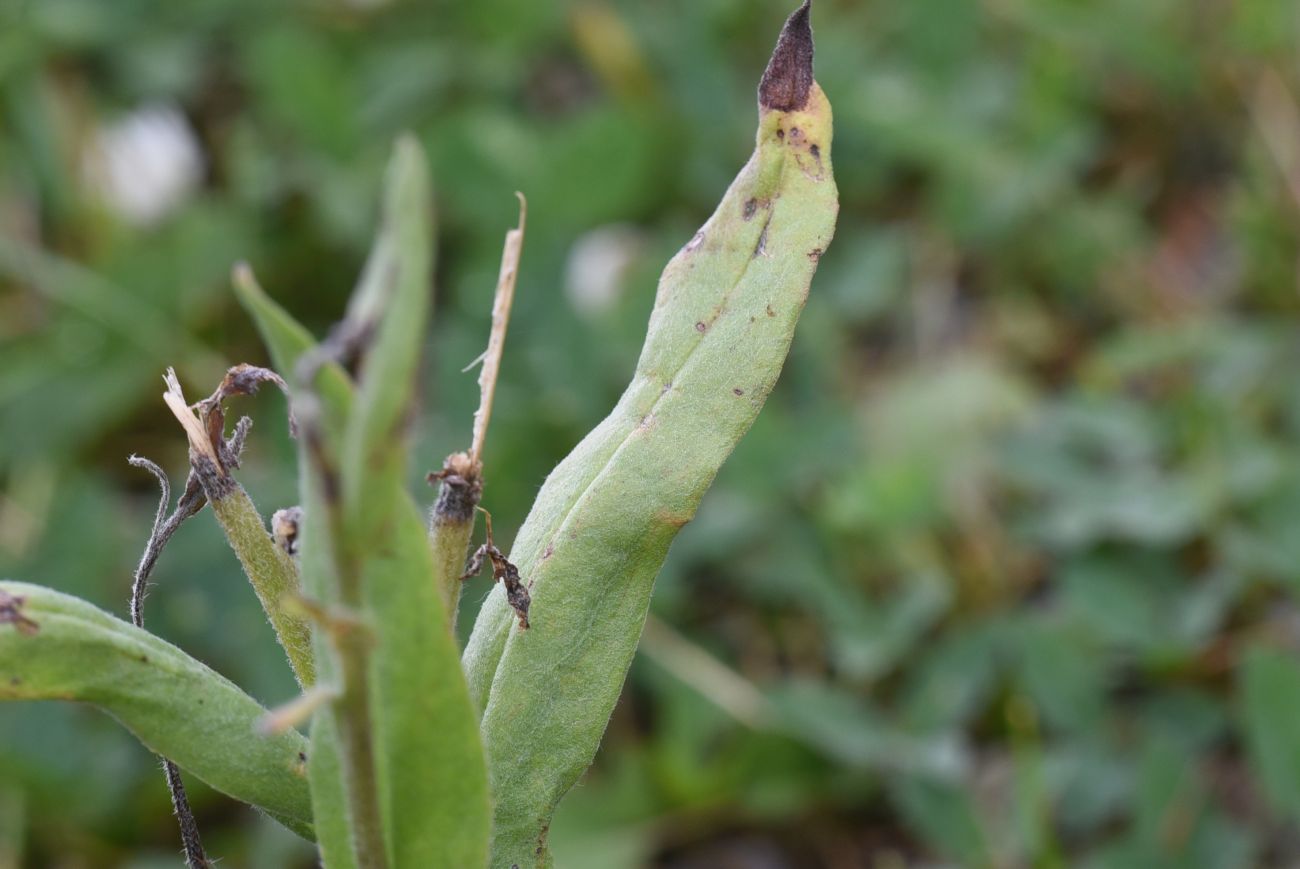 Изображение особи Cynoglossum officinale.