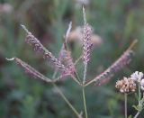 Cynodon dactylon