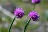 Allium carolinianum