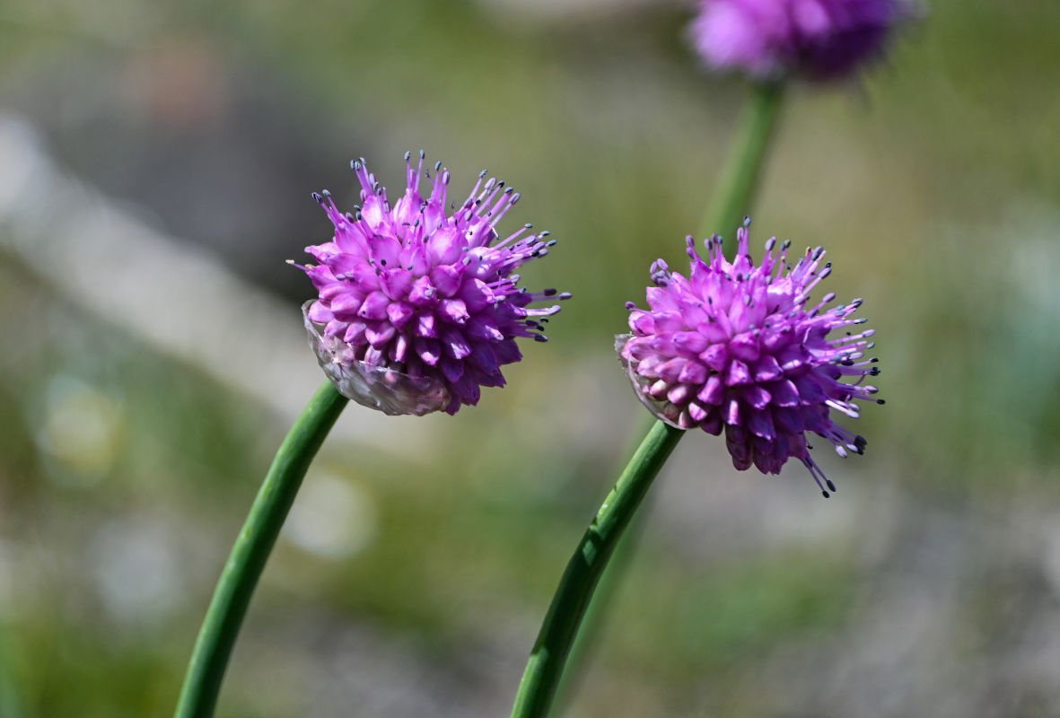 Image of Allium carolinianum specimen.