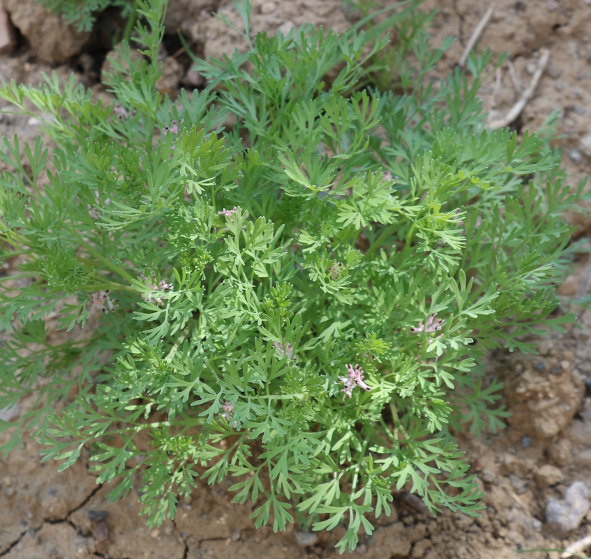 Изображение особи Fumaria officinalis.