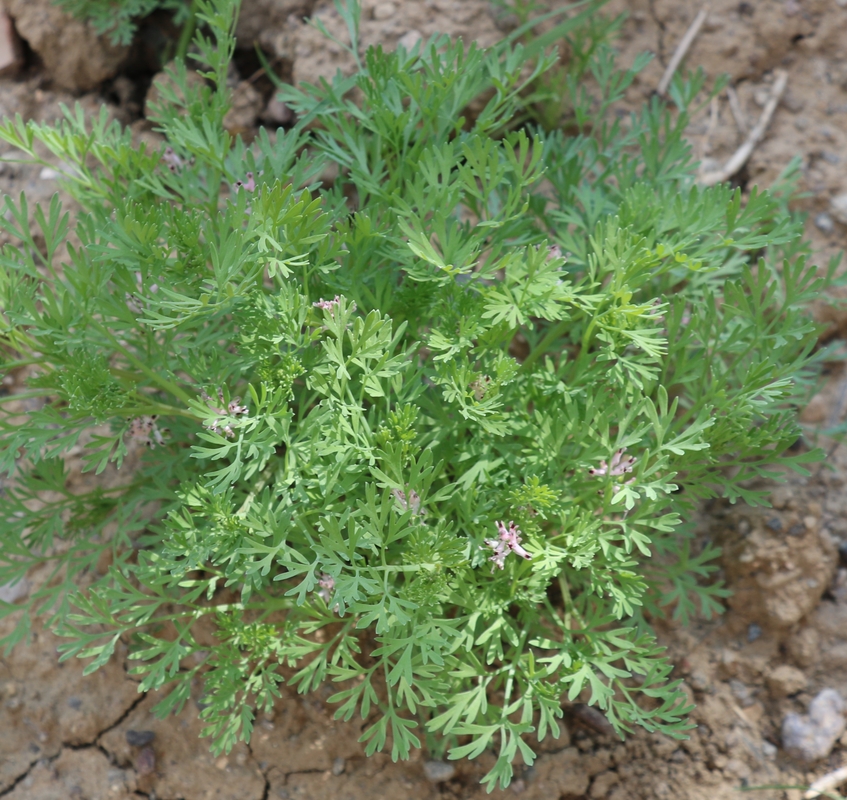 Image of Fumaria officinalis specimen.