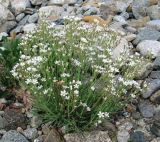 Gypsophila uralensis