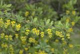 Berberis orientalis. Ветвь цветущего растения. Крым, Бахчисарайский р-н, окр. пгт Куйбышево. 07.05.2023.