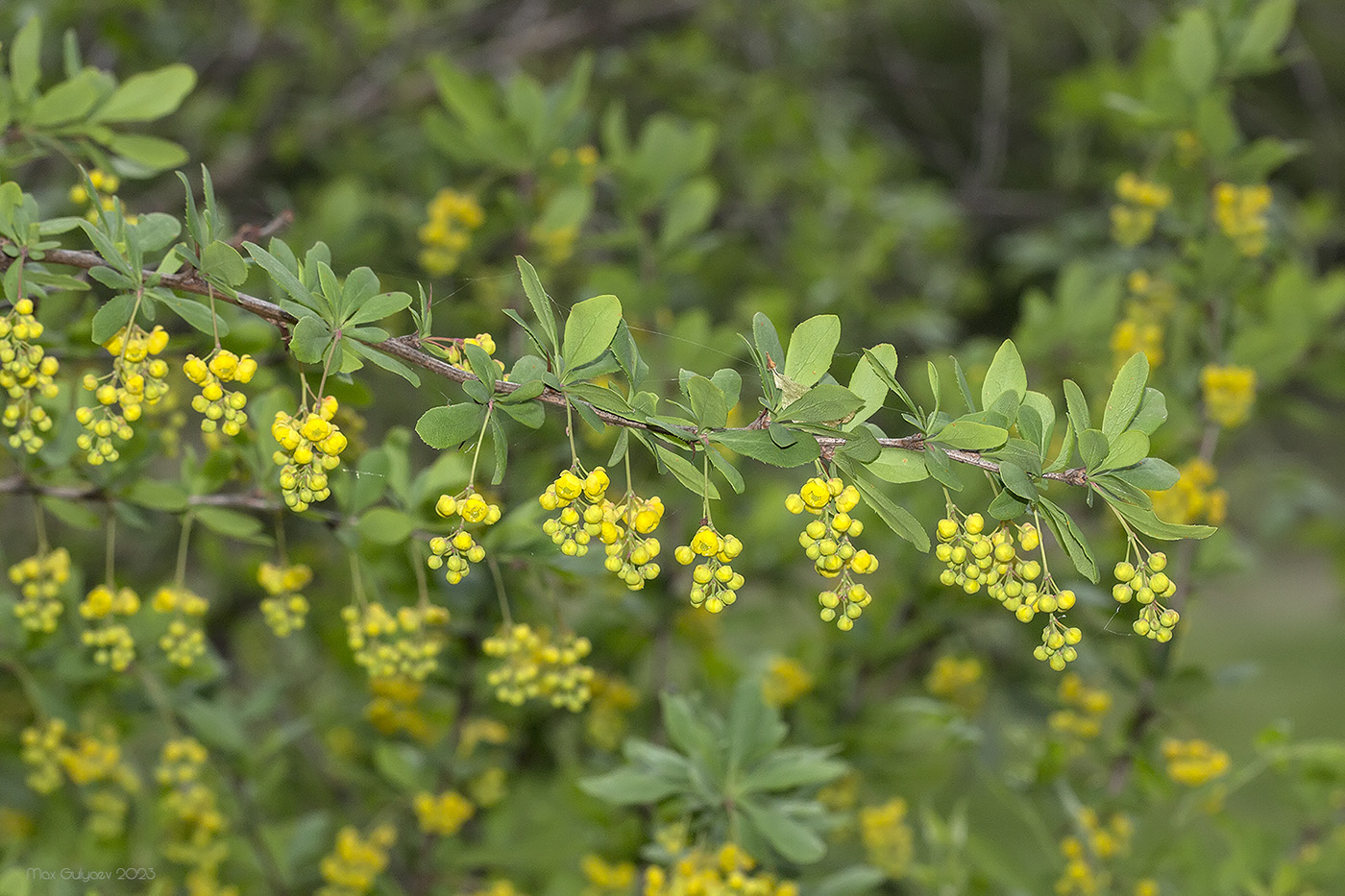 Image of Berberis orientalis specimen.