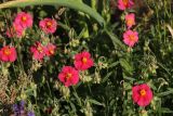 Helianthemum nummularium