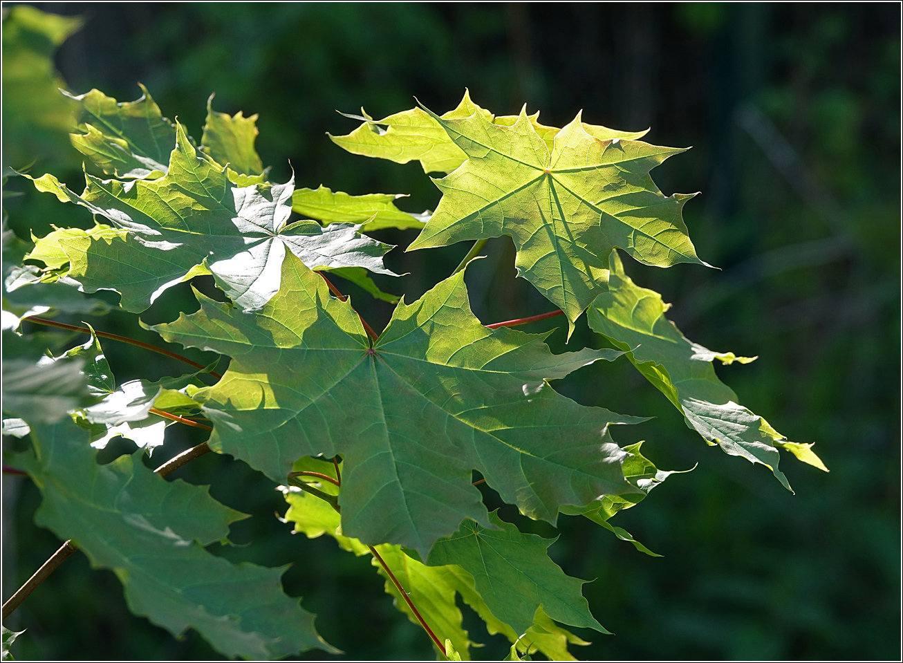 Изображение особи Acer platanoides.