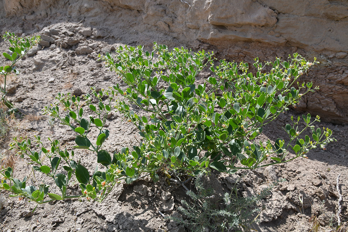 Image of Zygophyllum oxianum specimen.