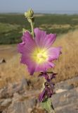 Alcea rhyticarpa