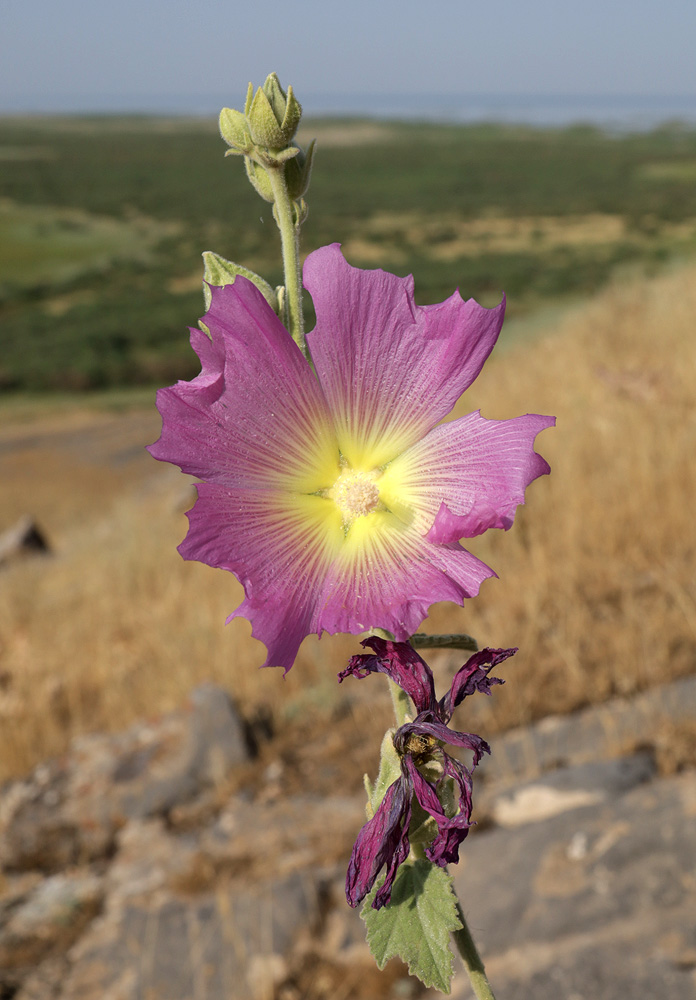 Image of Alcea rhyticarpa specimen.