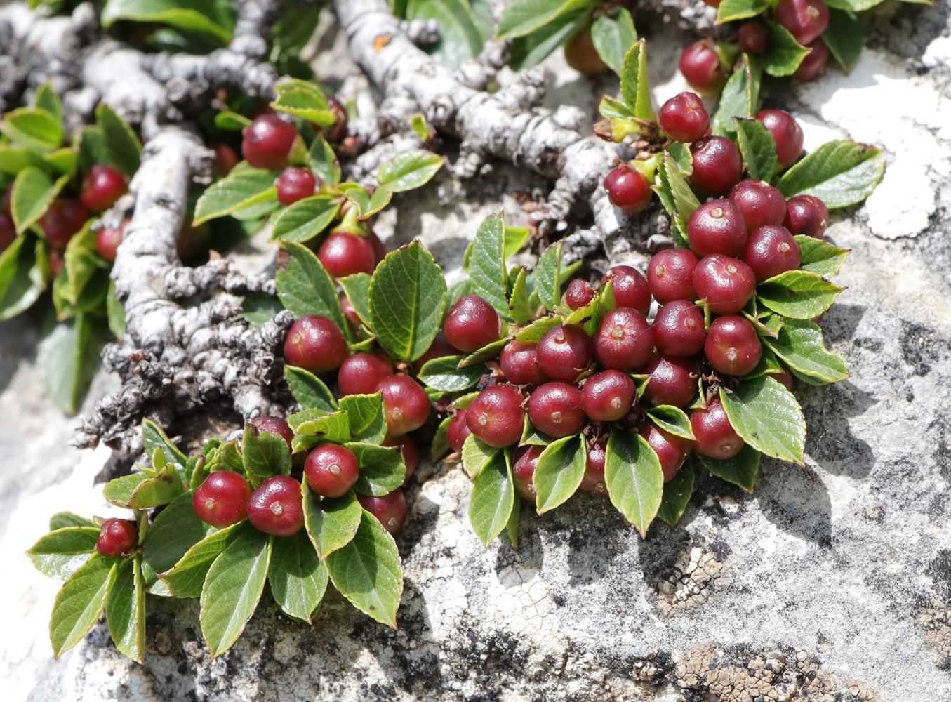 Image of Rhamnus depressa specimen.
