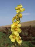 Verbascum phlomoides. Верхушка соцветия. Крым, Тарханкутский п-ов, балка Большой Кастель, дно балки с рудеральной растительностью. 14 июля 2023 г.