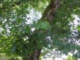 Quercus rubra. Нижняя часть ствола с ветвями. Абхазия, г. Сухум, территория ботанического сада. 24 июля 2008 г.