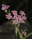 Pimpinella rhodantha