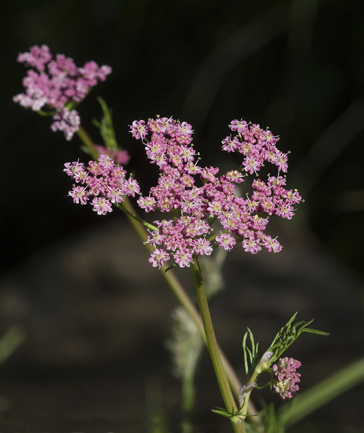 Изображение особи Pimpinella rhodantha.