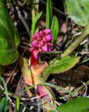 Bergenia crassifolia. Распускающееся соцветие. Хакасия, Орджоникидзевский р-н, берег оз. Ивановское, ≈ 1000 м н.у.м., окраина зарослей кустарников у воды. 08.06.2022.